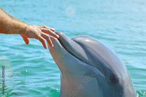 human hand and head of a smiling dolphin . saving animals in Israel   trusting people