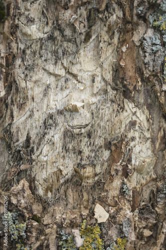 tree bark, close up, macro picture 