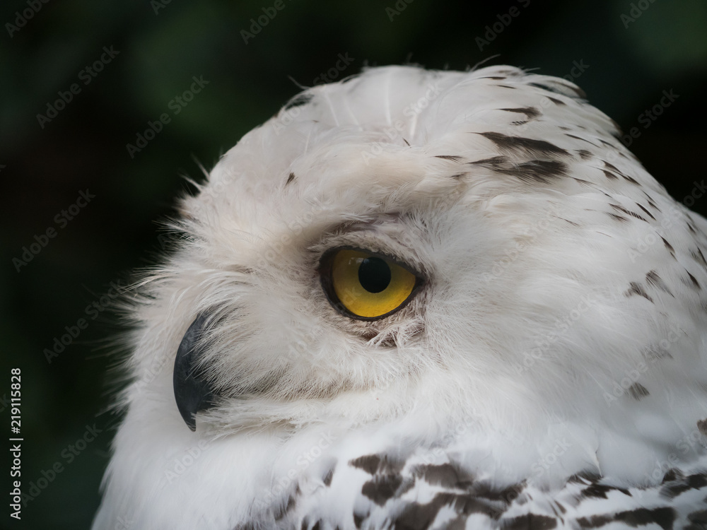 Obraz premium Snowy Owl Bird