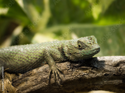 Green Spiny Lizard © Christina