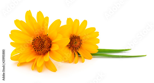 Fototapeta Naklejka Na Ścianę i Meble -  Two yellow flowers.