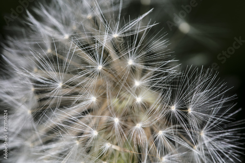 extreme close up on a dandelion