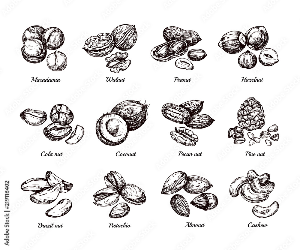 Hand drawn nuts and seeds. Doodle sketch peanut, hazelnut and cashew isolated vector set