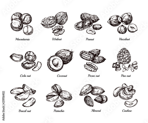 Hand drawn nuts and seeds. Doodle sketch peanut, hazelnut and cashew isolated vector set