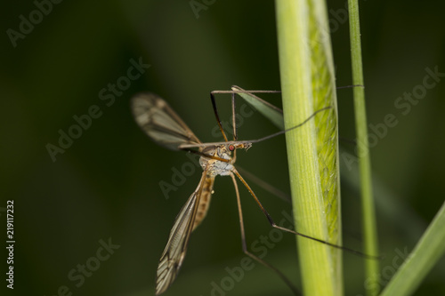 Tipula oleracea, big insect from the dipteran family, similar to a mosquito, close up