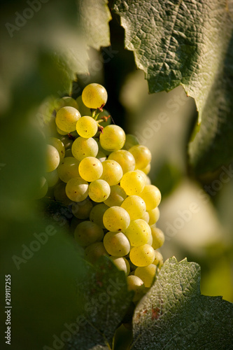 Grappe de raisin dans la lumière