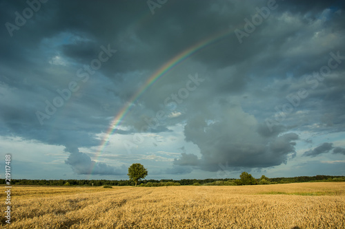Lonely tree in the field and rainbow on a cloudy stormy sky