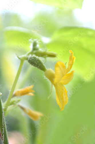 Female cucumber flower, Cucumis sativus, Central of Thailand