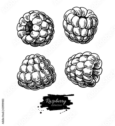 Raspberry vector drawing. Isolated berry branch sketch on white 