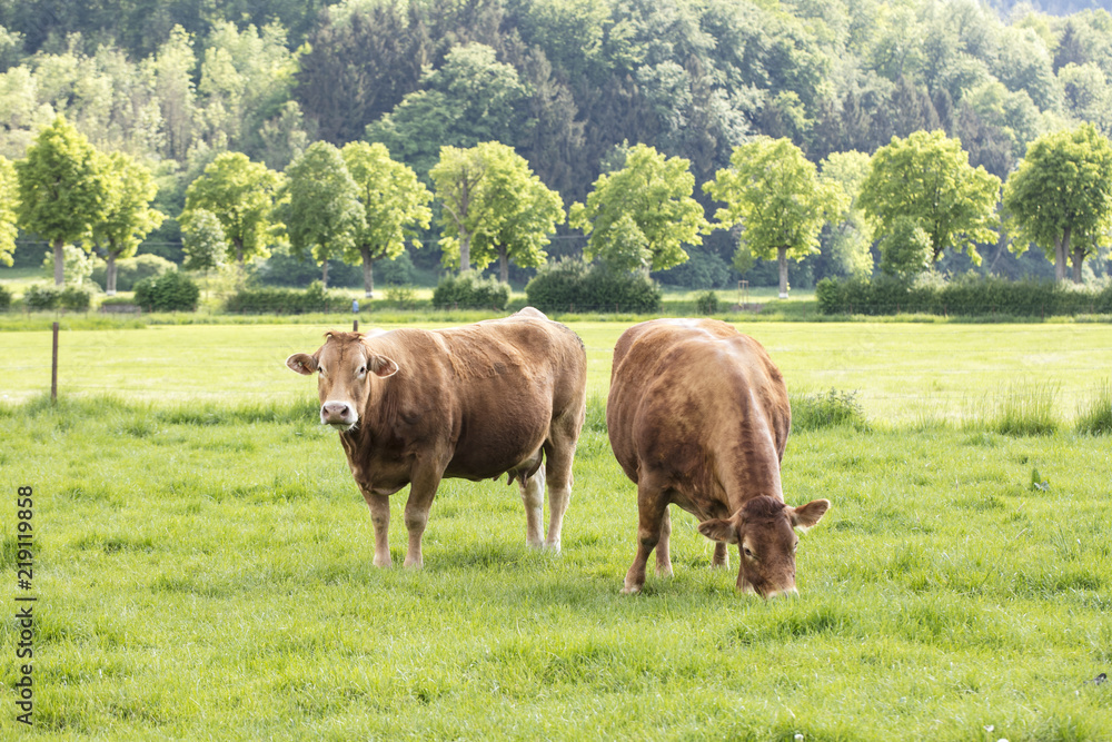 red cows on a grassy green pasture, eat grass 