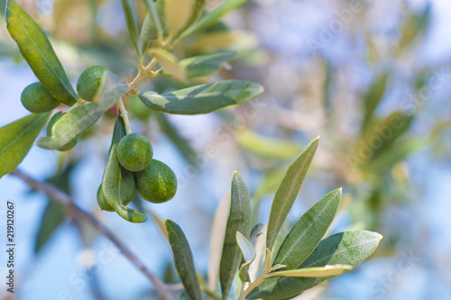 Background with the image of olives