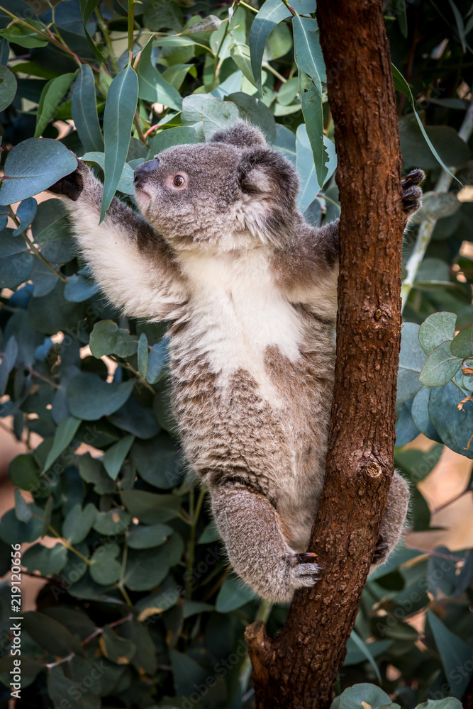 Fototapeta premium Koala reaching for gum leaves