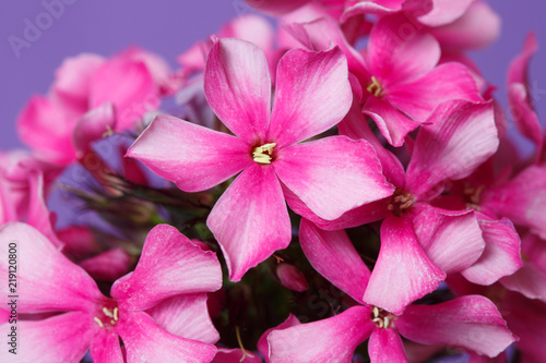 Bright floral wallpaper from pink phlox on a violet background, macro. © ksi