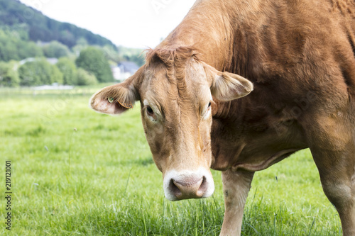Wallpaper Mural the red cow is looking at the camera Torontodigital.ca