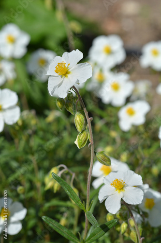 White rockrose