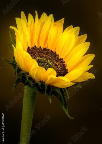 Foto Sunflower, with plain background