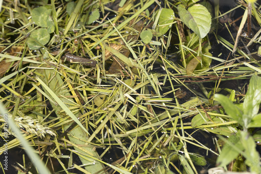 pieces of cut grass in water