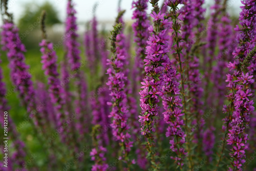 A lush bush on the farm, with beautiful violet flowers A lush bush on the farm, with beautiful violet flowers
