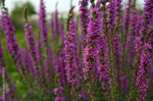 A lush bush on the farm  with beautiful violet flowers