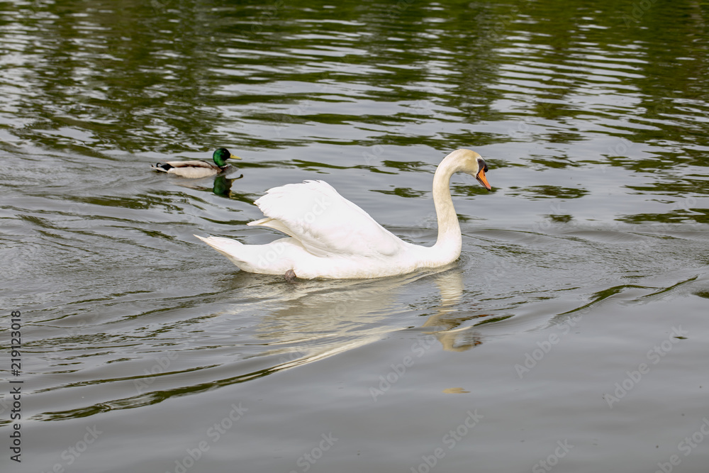 Fototapeta premium white swan swims on water with ducks