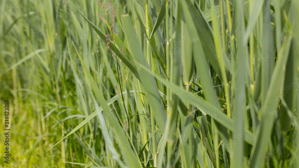 Obraz premium green high grass, close up