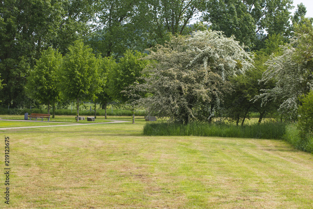 Fototapeta premium beautifully cut grass in the park