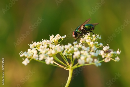 Common green bottle fly Lucilia sericata sitting on white blooms in the meadow. 