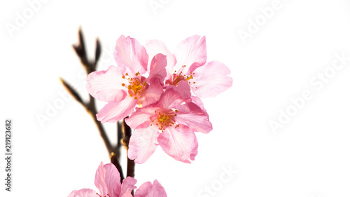 Cherry blossoms © River Ho