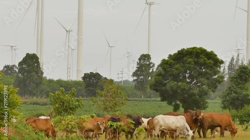 The herd is feeding grass near the wind turbine fild
