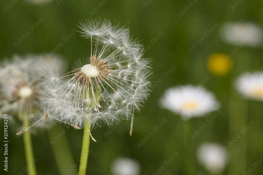 Obraz premium dandelion field, close up