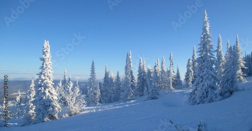 Winter forest © Станислав Сурайкин