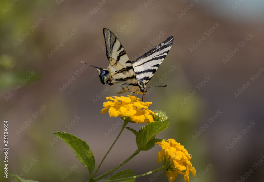 Fototapeta premium Scarce swallowtail butterfly