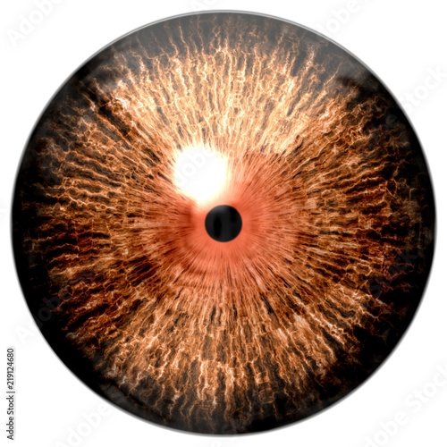 Brown orange isolated eye texture, white background, litle pulpil, brown round, eyeball photo