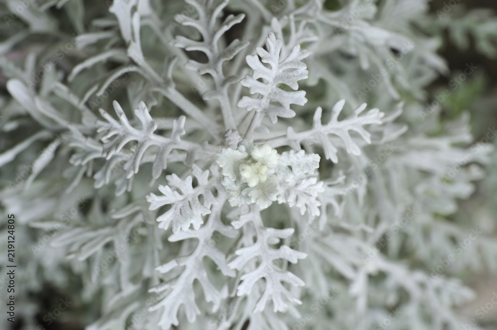 acobea martima acobea martima
