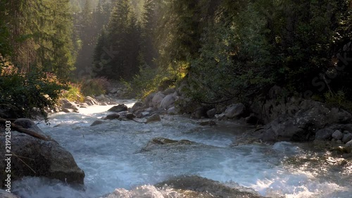A fast flowing melt river flows through a flower lined forest in the Alps of Switzerland. Pine trees and alpine plants line the rocky river bed. The sun rays shine through the trees onto the water.