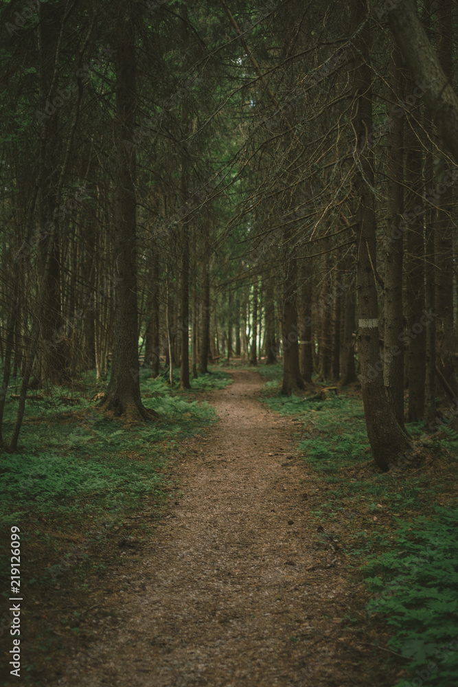 Fototapeta premium Pathway in the woods