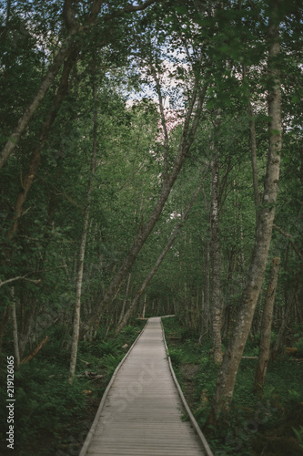 Fototapeta Naklejka Na Ścianę i Meble -  Pathway in the woods