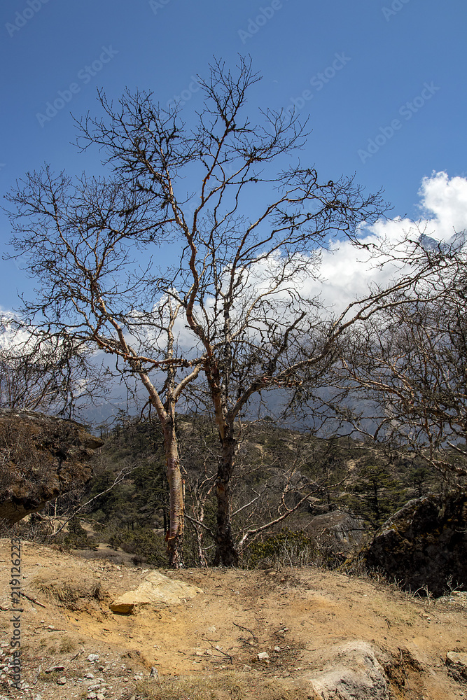 The trees in the highlands