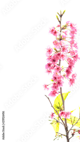 Fototapeta Naklejka Na Ścianę i Meble -  Cherry blossoms