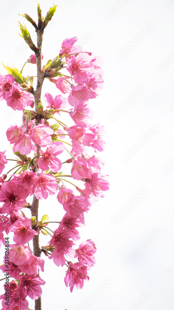 Cherry blossoms Cherry blossoms