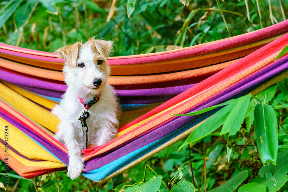 犬物語 Stock 写真 Adobe Stock 犬物語 Stock 写真 Adobe Stock