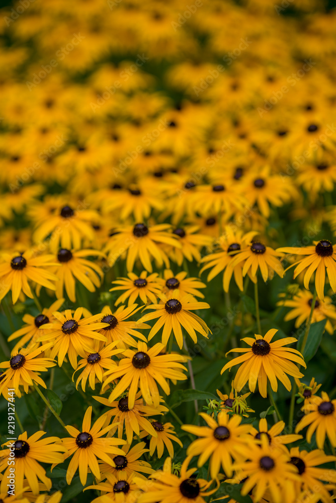 Bunch of yellow flowers on a meadow Bunch of yellow flowers on a meadow