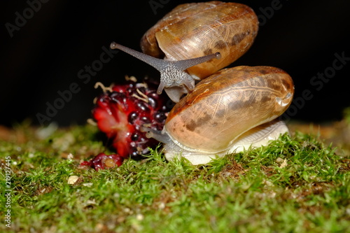 Snail animal crawling eat some food on green grass in the garden