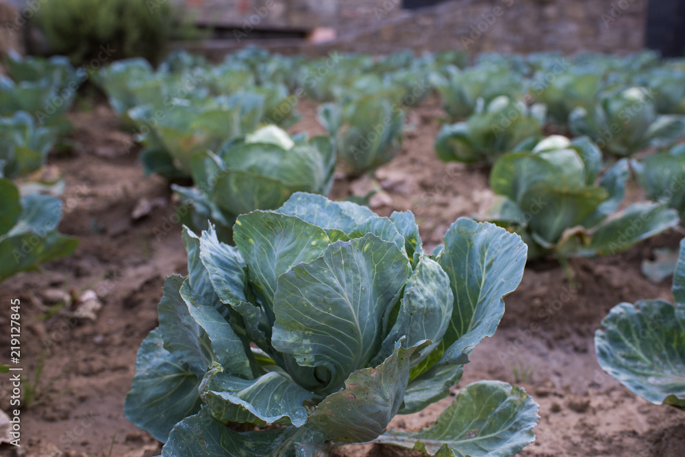 Naklejka premium Cabbage patch