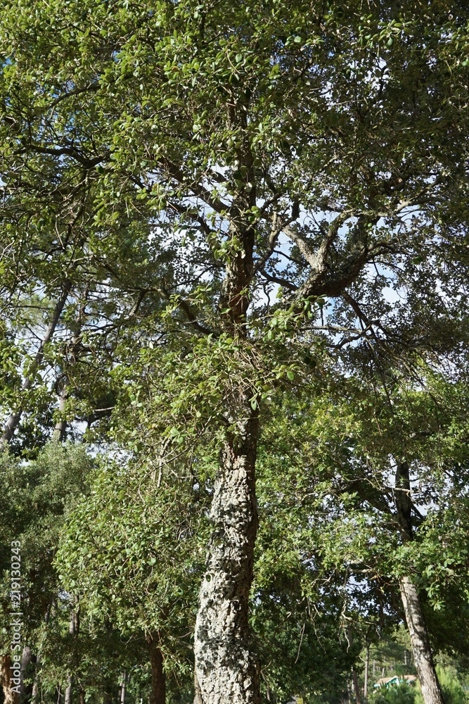 Fototapeta premium Chêne liège