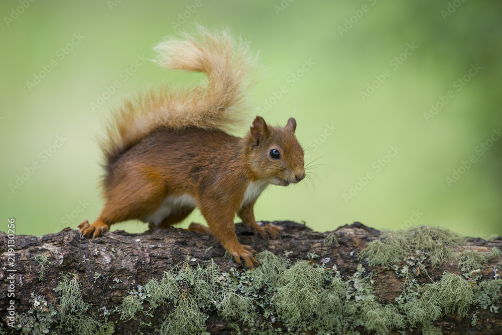 Portrait of Eurasian red squirrel on tree trunk Portrait of Eurasian red squirrel on tree trunk
