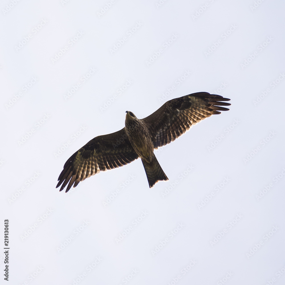 Russian soaring eagle, bottom view. The bird hunts Russian soaring eagle, bottom view. The bird hunts