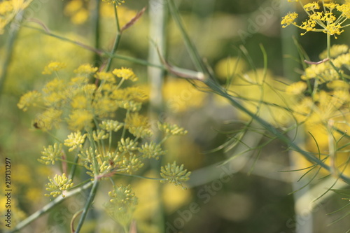 Obraz na płótnie Yellow flowers 1842