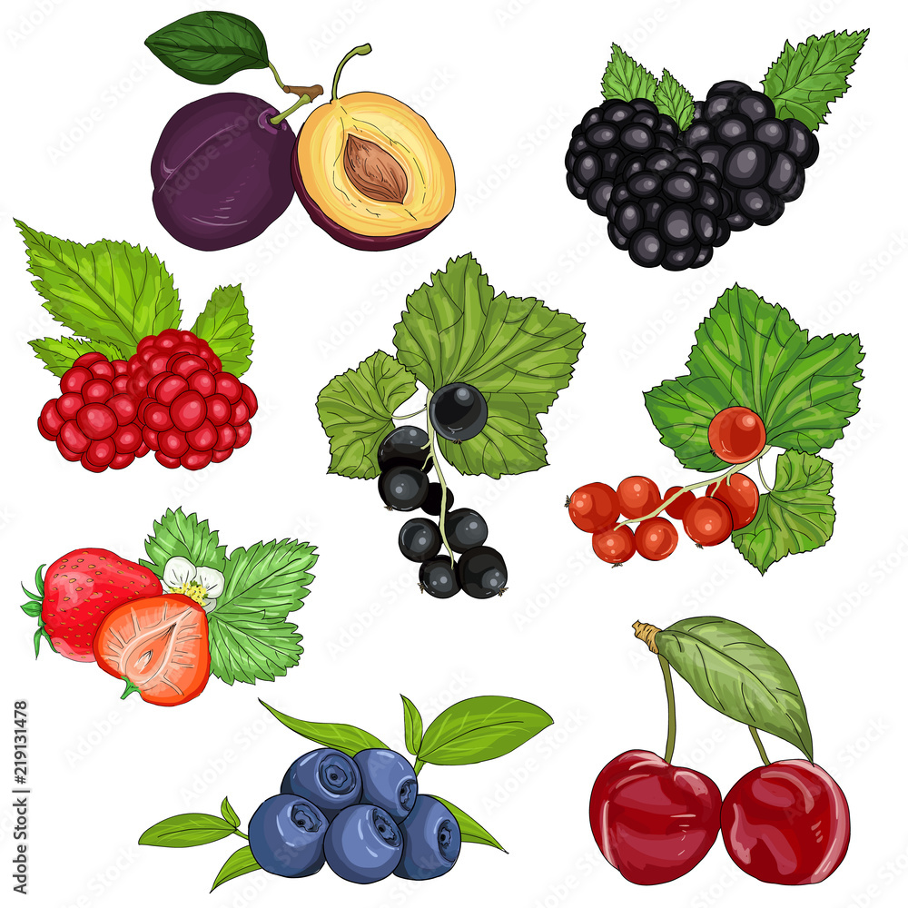 Set of different berries on a white background Vector Image