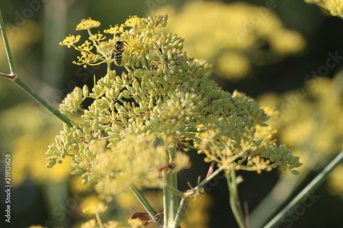 Yellow flowers 1853